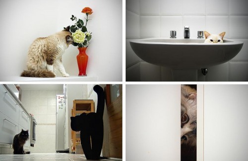 Кошки - лучшее украшение Вашего дома