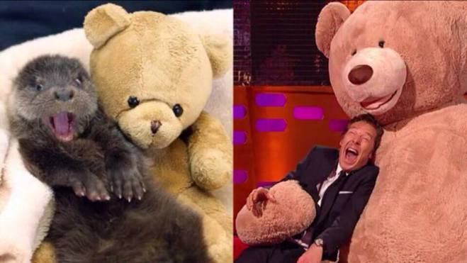 Бенедикт Камбербэтч в роли выдры