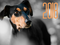 С Новым годом собаки 2018