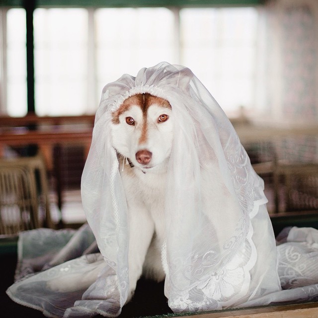 Хаскі в костюмах