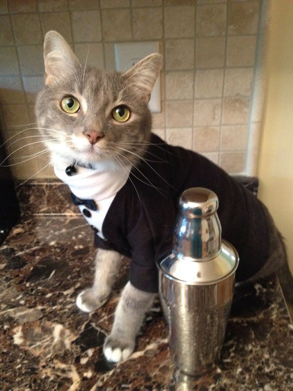 Котики идут на свидание