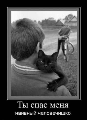 Демотиваторы про котов