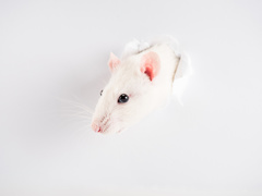 Вопрос-ответ: без чего нельзя встречать год Белой Крысы