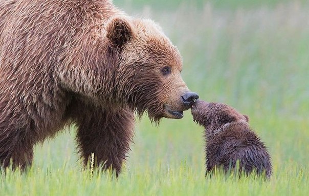 Родительская любовь в животном мире