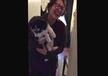 Хаски, который говорит ЗАРАЗА