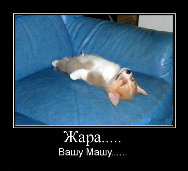 ТОП лучших демотиваторов про жару