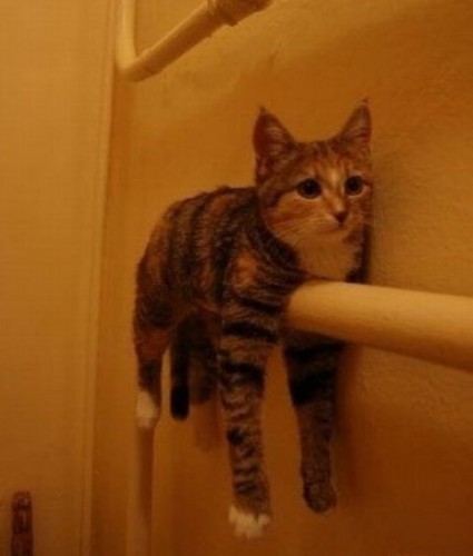 Вездесущие коты