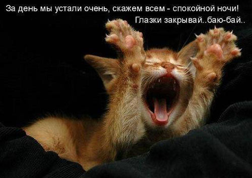 ТОП лучших котоматриц