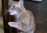 У кота аллергия на себя