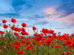 Какой праздник отмечают 22 июня