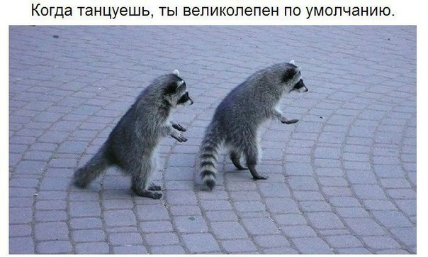 10 принципов жизни енота