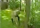 Ведущей под юбку залетела пчела...
