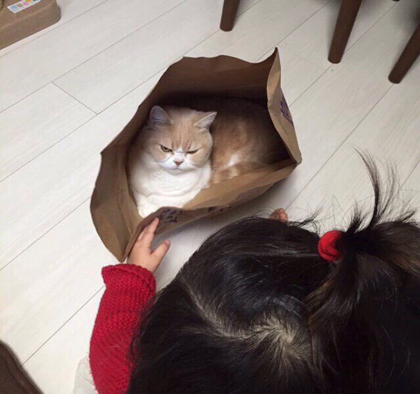 Котик, который полностью передаёт моё состояние