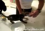 Голодный котенок