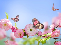 Весенняя картинка с бабочками