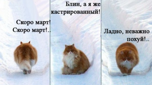 Котэ пригрустил
