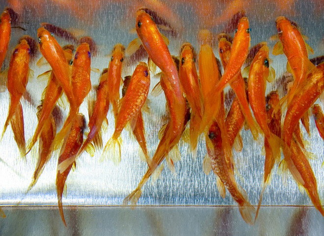 Порятунок золотої рибки
