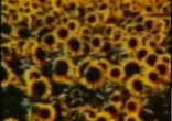 U2 - One