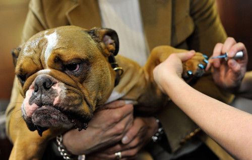 Ржачные собаки