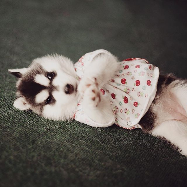 Хаскі в костюмах