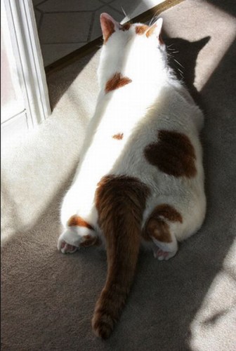 Котэ в сердечках