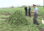 Полицейский жжет коноплю