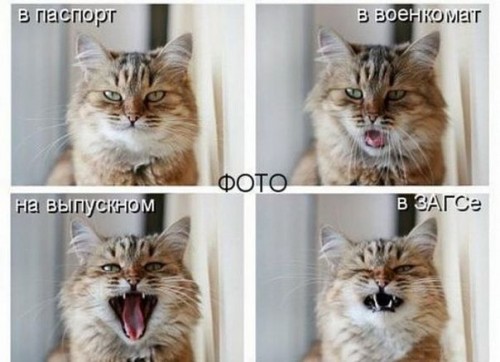 Фото-стандарты