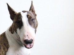 Невилл Джейкобс