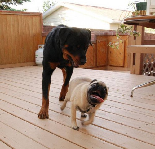 Собаки смешняки