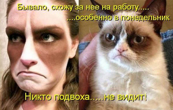 ТОП лучших котоматриц