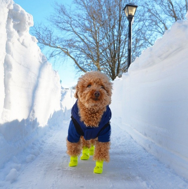 Модные собачки