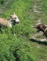 Собака Собака