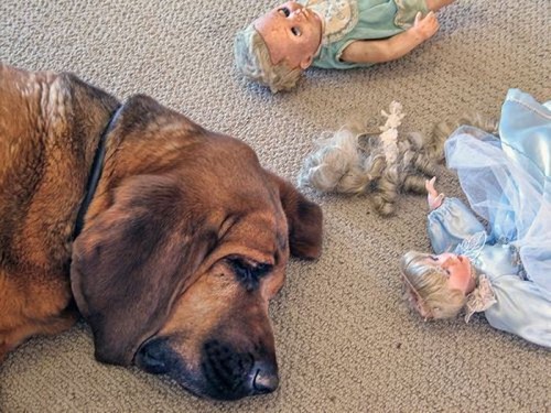 Ржачные собаки