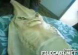 mutant-fish