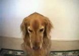 собака 