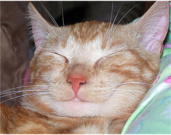 ТОП 14 самых улыбчивых котов