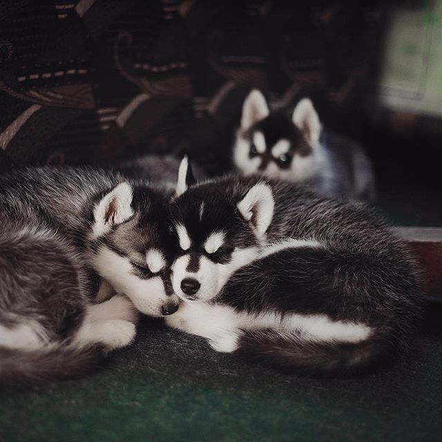 Цуценята Хаскі