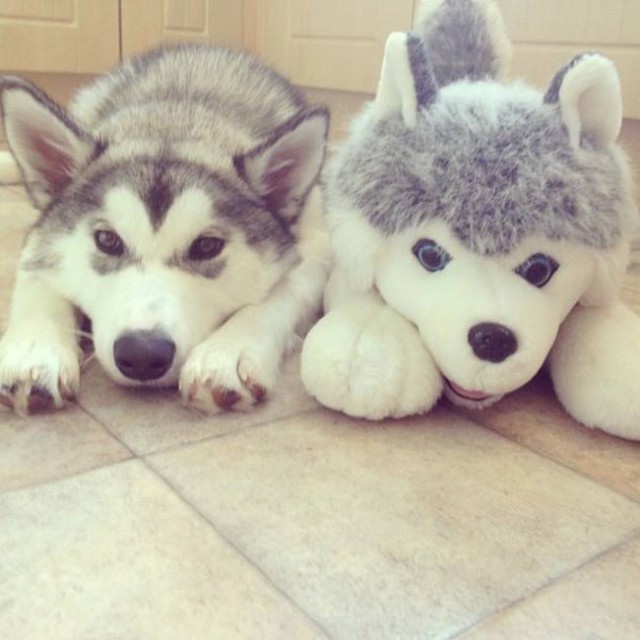 ТОП 15 лучших двойников