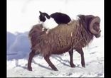 КотЭ-начальник верхом на баране