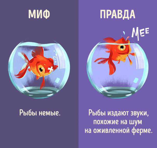 Интересно знать! Мифы и реальность