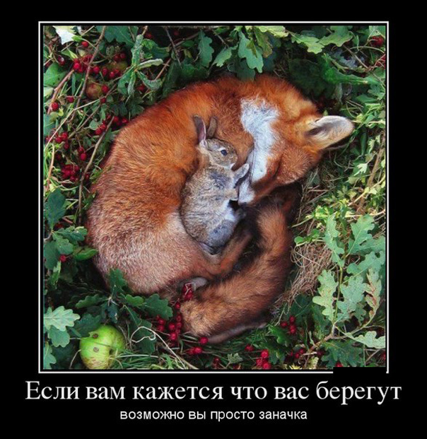 ТОП лучших демотиваторов