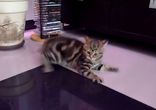 Кошачий балет
