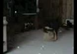 Dogs chasing tails