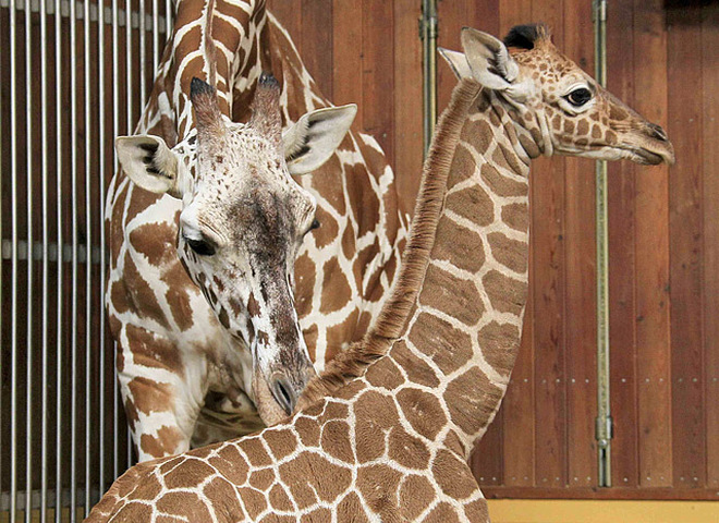 В зоопарке Германии родился детеныш жирафа