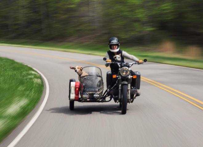 Невероятные приключения собаки-путешественницы Мэдди по Америке