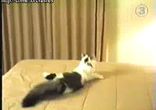 кошак