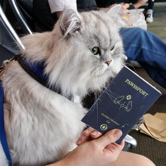 Как путешествует самый счастливый кот в мире?