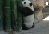 World's Best Place For These Panda Cubs - Mom's Arms!
