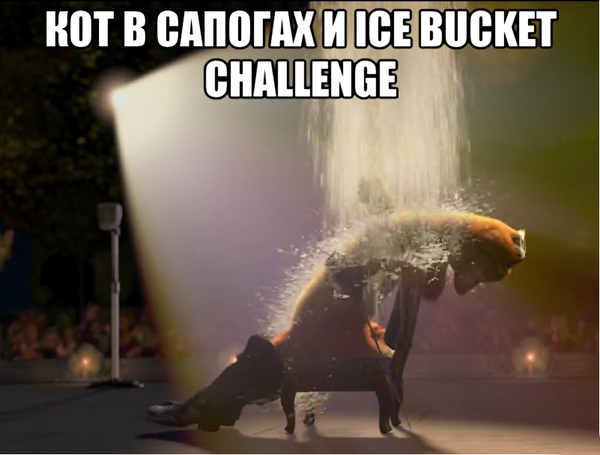 Котики принимают эстафету Ice Bucket Challenge