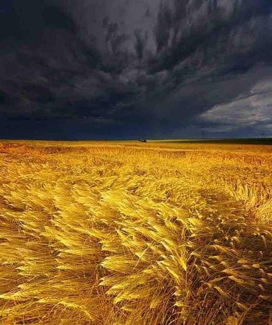 Украинское поле